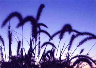 "Purple Wheat" by Kristi L. Hall, Madison, WI - Photography 